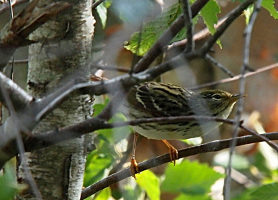 [The female's body and leg coloring are the same as the male's. Her head, however, is not white and black, but is the same coloring as her back, olive-brown with dark stripes. She has the same white belly with dark patches near the wing edge of her belly. There are thin branches between her and the camera which block some parts of her body.]